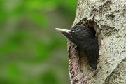 Schwarzspecht, Maennchen, Weibchen, Weibchen füttert Jungvoegel, Maennchen füttert Jungvoegel, Schwarzspechthahn fuettert Jungvoegel, Vogel, Spechte, Dryocopus martius, Echte Spechte, Dryocopus, Jungvogel, Jungvoegel, Schwarzspechthoehle, Rotbuche, Rotbuchen, Muldental, Sachsen, Grimma