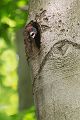 Schwarzspecht, Maennchen, Weibchen, Weibchen füttert Jungvoegel, Maennchen füttert Jungvoegel, Schwarzspechthahn fuettert Jungvoegel, Vogel, Spechte, Dryocopus martius, Echte Spechte, Dryocopus, Jungvogel, Jungvoegel, Schwarzspechthoehle, Rotbuche, Rotbuchen, Muldental, Sachsen, Grimma
