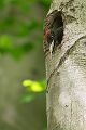 Schwarzspecht, Maennchen, Weibchen, Weibchen füttert Jungvoegel, Maennchen füttert Jungvoegel, Schwarzspechthahn fuettert Jungvoegel, Vogel, Spechte, Dryocopus martius, Echte Spechte, Dryocopus, Jungvogel, Jungvoegel, Schwarzspechthoehle, Rotbuche, Rotbuchen, Muldental, Sachsen, Grimma