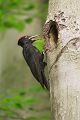 Schwarzspecht, Maennchen, Weibchen, Weibchen füttert Jungvoegel, Maennchen füttert Jungvoegel, Schwarzspechthahn fuettert Jungvoegel, Vogel, Spechte, Dryocopus martius, Echte Spechte, Dryocopus, Jungvogel, Jungvoegel, Schwarzspechthoehle, Rotbuche, Rotbuchen, Muldental, Sachsen, Grimma
