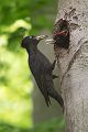 Schwarzspecht, Maennchen, Weibchen, Weibchen füttert Jungvoegel, Maennchen füttert Jungvoegel, Schwarzspechthahn fuettert Jungvoegel, Vogel, Spechte, Dryocopus martius, Echte Spechte, Dryocopus, Jungvogel, Jungvoegel, Schwarzspechthoehle, Rotbuche, Rotbuchen, Muldental, Sachsen, Grimma