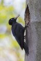 Schwarzspecht, Maennchen, Weibchen, Weibchen füttert Jungvoegel, Maennchen füttert Jungvoegel, Schwarzspechthahn fuettert Jungvoegel, Vogel, Spechte, Dryocopus martius, Echte Spechte, Dryocopus, Jungvogel, Jungvoegel, Schwarzspechthoehle, Rotbuche, Rotbuchen, Muldental, Sachsen, Grimma