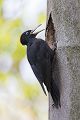 Schwarzspecht, Maennchen, Weibchen, Weibchen füttert Jungvoegel, Maennchen füttert Jungvoegel, Schwarzspechthahn fuettert Jungvoegel, Vogel, Spechte, Dryocopus martius, Echte Spechte, Dryocopus, Jungvogel, Jungvoegel, Schwarzspechthoehle, Rotbuche, Rotbuchen, Muldental, Sachsen, Grimma