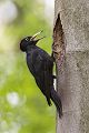 Schwarzspecht, Maennchen, Weibchen, Weibchen füttert Jungvoegel, Maennchen füttert Jungvoegel, Schwarzspechthahn fuettert Jungvoegel, Vogel, Spechte, Dryocopus martius, Echte Spechte, Dryocopus, Jungvogel, Jungvoegel, Schwarzspechthoehle, Rotbuche, Rotbuchen, Muldental, Sachsen, Grimma