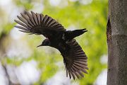 Schwarzspecht, Maennchen, Weibchen, Weibchen füttert Jungvoegel, Maennchen füttert Jungvoegel, Schwarzspechthahn fuettert Jungvoegel, Vogel, Spechte, Dryocopus martius, Echte Spechte, Dryocopus, Jungvogel, Jungvoegel, Schwarzspechthoehle, Rotbuche, Rotbuchen, Muldental, Sachsen, Grimma