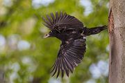 Schwarzspecht, Maennchen, Weibchen, Weibchen füttert Jungvoegel, Maennchen füttert Jungvoegel, Schwarzspechthahn fuettert Jungvoegel, Vogel, Spechte, Dryocopus martius, Echte Spechte, Dryocopus, Jungvogel, Jungvoegel, Schwarzspechthoehle, Rotbuche, Rotbuchen, Muldental, Sachsen, Grimma