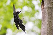 Schwarzspecht, Maennchen, Weibchen, Weibchen füttert Jungvoegel, Maennchen füttert Jungvoegel, Schwarzspechthahn fuettert Jungvoegel, Vogel, Spechte, Dryocopus martius, Echte Spechte, Dryocopus, Jungvogel, Jungvoegel, Schwarzspechthoehle, Rotbuche, Rotbuchen, Muldental, Sachsen, Grimma