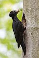 Schwarzspecht, Maennchen, Weibchen, Weibchen füttert Jungvoegel, Maennchen füttert Jungvoegel, Schwarzspechthahn fuettert Jungvoegel, Vogel, Spechte, Dryocopus martius, Echte Spechte, Dryocopus, Jungvogel, Jungvoegel, Schwarzspechthoehle, Rotbuche, Rotbuchen, Muldental, Sachsen, Grimma