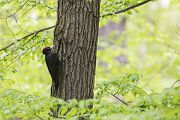Schwarzspecht, Maennchen, Weibchen, Weibchen füttert Jungvoegel, Maennchen füttert Jungvoegel, Schwarzspechthahn fuettert Jungvoegel, Vogel, Spechte, Dryocopus martius, Echte Spechte, Dryocopus, Jungvogel, Jungvoegel, Schwarzspechthoehle, Rotbuche, Rotbuchen, Muldental, Sachsen, Grimma