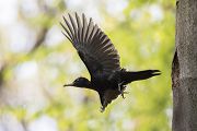 Schwarzspecht, Maennchen, Weibchen, Weibchen füttert Jungvoegel, Maennchen füttert Jungvoegel, Schwarzspechthahn fuettert Jungvoegel, Vogel, Spechte, Dryocopus martius, Echte Spechte, Dryocopus, Jungvogel, Jungvoegel, Schwarzspechthoehle, Rotbuche, Rotbuchen, Muldental, Sachsen, Grimma