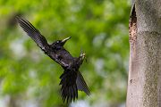 Schwarzspecht, Maennchen, Weibchen, Weibchen füttert Jungvoegel, Maennchen füttert Jungvoegel, Schwarzspechthahn fuettert Jungvoegel, Vogel, Spechte, Dryocopus martius, Echte Spechte, Dryocopus, Jungvogel, Jungvoegel, Schwarzspechthoehle, Rotbuche, Rotbuchen, Muldental, Sachsen, Grimma