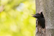 Schwarzspecht, Maennchen, Weibchen, Weibchen füttert Jungvoegel, Maennchen füttert Jungvoegel, Schwarzspechthahn fuettert Jungvoegel, Vogel, Spechte, Dryocopus martius, Echte Spechte, Dryocopus, Jungvogel, Jungvoegel, Schwarzspechthoehle, Rotbuche, Rotbuchen, Muldental, Sachsen, Grimma