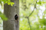 Schwarzspecht, Maennchen, Weibchen, Weibchen füttert Jungvoegel, Maennchen füttert Jungvoegel, Schwarzspechthahn fuettert Jungvoegel, Vogel, Spechte, Dryocopus martius, Echte Spechte, Dryocopus, Jungvogel, Jungvoegel, Schwarzspechthoehle, Rotbuche, Rotbuchen, Muldental, Sachsen, Grimma
