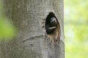 Schwarzspecht, Maennchen, Weibchen, Weibchen füttert Jungvoegel, Maennchen füttert Jungvoegel, Schwarzspechthahn fuettert Jungvoegel, Vogel, Spechte, Dryocopus martius, Echte Spechte, Dryocopus, Jungvogel, Jungvoegel, Schwarzspechthoehle, Rotbuche, Rotbuchen, Muldental, Sachsen, Grimma