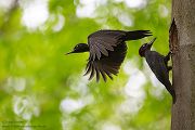 Schwarzspecht, Maennchen, Weibchen, Weibchen füttert Jungvoegel, Maennchen füttert Jungvoegel, Schwarzspechthahn fuettert Jungvoegel, Vogel, Spechte, Dryocopus martius, Echte Spechte, Dryocopus, Jungvogel, Jungvoegel, Schwarzspechthoehle, Rotbuche, Rotbuchen, Muldental, Sachsen, Grimma