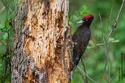 Schwarzspecht, Maennchen, Weibchen, Weibchen füttert Jungvoegel, Maennchen füttert Jungvoegel, Schwarzspechthahn fuettert Jungvoegel, Vogel, Spechte, Dryocopus martius, Echte Spechte, Dryocopus, Jungvogel, Jungvoegel, Schwarzspechthoehle, Rotbuche, Rotbuchen, Muldental, Sachsen, Grimma
