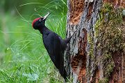 Schwarzspecht, Maennchen, Weibchen, Weibchen füttert Jungvoegel, Maennchen füttert Jungvoegel, Schwarzspechthahn fuettert Jungvoegel, Vogel, Spechte, Dryocopus martius, Echte Spechte, Dryocopus, Jungvogel, Jungvoegel, Schwarzspechthoehle, Rotbuche, Rotbuchen, Muldental, Sachsen, Grimma