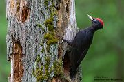 Schwarzspecht, Maennchen, Weibchen, Weibchen füttert Jungvoegel, Maennchen füttert Jungvoegel, Schwarzspechthahn fuettert Jungvoegel, Vogel, Spechte, Dryocopus martius, Echte Spechte, Dryocopus, Jungvogel, Jungvoegel, Schwarzspechthoehle, Rotbuche, Rotbuchen, Muldental, Sachsen, Grimma