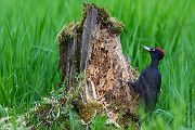 Schwarzspecht, Maennchen, Weibchen, Weibchen füttert Jungvoegel, Maennchen füttert Jungvoegel, Schwarzspechthahn fuettert Jungvoegel, Vogel, Spechte, Dryocopus martius, Echte Spechte, Dryocopus, Jungvogel, Jungvoegel, Schwarzspechthoehle, Rotbuche, Rotbuchen, Muldental, Sachsen, Grimma