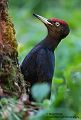 Schwarzspecht, Maennchen, Weibchen, Weibchen füttert Jungvoegel, Maennchen füttert Jungvoegel, Schwarzspechthahn fuettert Jungvoegel, Vogel, Spechte, Dryocopus martius, Echte Spechte, Dryocopus, Jungvogel, Jungvoegel, Schwarzspechthoehle, Rotbuche, Rotbuchen, Muldental, Sachsen, Grimma