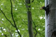 Schwarzspecht - Dryocopus martius, Männchen, Weibchen, Ei, Taubes Ei, taub, Spechte, Muldental, Grimma, Sachsen, Dryocopus martius