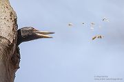 Schwarzspecht, Maennchen, Weibchen, Weibchen füttert Jungvoegel, Maennchen füttert Jungvoegel, Schwarzspechthahn fuettert Jungvoegel, Vogel, Spechte, Dryocopus martius, Echte Spechte, Dryocopus, Jungvogel, Jungvoegel, Schwarzspechthoehle, Rotbuche, Rotbuchen, Muldental, Sachsen, Grimma