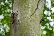Schwarzspecht, Maennchen, Weibchen, Weibchen füttert Jungvoegel, Maennchen füttert Jungvoegel, Schwarzspechthahn fuettert Jungvoegel, Vogel, Spechte, Dryocopus martius, Echte Spechte, Dryocopus, Jungvogel, Jungvoegel, Schwarzspechthoehle, Rotbuche, Rotbuchen, Muldental, Sachsen, Grimma