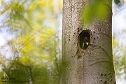 Schwarzspecht, Maennchen, Weibchen, Weibchen füttert Jungvoegel, Maennchen füttert Jungvoegel, Schwarzspechthahn fuettert Jungvoegel, Vogel, Spechte, Dryocopus martius, Echte Spechte, Dryocopus, Jungvogel, Jungvoegel, Schwarzspechthoehle, Rotbuche, Rotbuchen, Muldental, Sachsen, Grimma