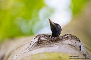 Schwarzspecht, Maennchen, Weibchen, Weibchen füttert Jungvoegel, Maennchen füttert Jungvoegel, Schwarzspechthahn fuettert Jungvoegel, Vogel, Spechte, Dryocopus martius, Echte Spechte, Dryocopus, Jungvogel, Jungvoegel, Schwarzspechthoehle, Rotbuche, Rotbuchen, Muldental, Sachsen, Grimma