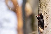 Schwarzspecht, Maennchen, Weibchen, Weibchen füttert Jungvoegel, Maennchen füttert Jungvoegel, Schwarzspechthahn fuettert Jungvoegel, Vogel, Spechte, Dryocopus martius, Echte Spechte, Dryocopus, Jungvogel, Jungvoegel, Schwarzspechthoehle, Rotbuche, Rotbuchen, Muldental, Sachsen, Grimma,Dryocopus martius