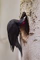 Schwarzspecht, Maennchen, Weibchen, Weibchen füttert Jungvoegel, Maennchen füttert Jungvoegel, Schwarzspechthahn fuettert Jungvoegel, Vogel, Spechte, Dryocopus martius, Echte Spechte, Dryocopus, Jungvogel, Jungvoegel, Schwarzspechthoehle, Rotbuche, Rotbuchen, Muldental, Sachsen, Grimma,Dryocopus martius