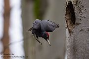 Schwarzspecht, Maennchen, Weibchen, Weibchen füttert Jungvoegel, Maennchen füttert Jungvoegel, Schwarzspechthahn fuettert Jungvoegel, Vogel, Spechte, Dryocopus martius, Echte Spechte, Dryocopus, Jungvogel, Jungvoegel, Schwarzspechthoehle, Rotbuche, Rotbuchen, Muldental, Sachsen, Grimma,Dryocopus martius