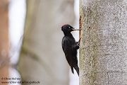 Schwarzspecht, Maennchen, Weibchen, Weibchen füttert Jungvoegel, Maennchen füttert Jungvoegel, Schwarzspechthahn fuettert Jungvoegel, Vogel, Spechte, Dryocopus martius, Echte Spechte, Dryocopus, Jungvogel, Jungvoegel, Schwarzspechthoehle, Rotbuche, Rotbuchen, Muldental, Sachsen, Grimma,Dryocopus martius