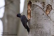Schwarzspecht, Maennchen, Weibchen, Weibchen füttert Jungvoegel, Maennchen füttert Jungvoegel, Schwarzspechthahn fuettert Jungvoegel, Vogel, Spechte, Dryocopus martius, Echte Spechte, Dryocopus, Jungvogel, Jungvoegel, Schwarzspechthoehle, Rotbuche, Rotbuchen, Muldental, Sachsen, Grimma,Dryocopus martius