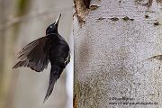 Schwarzspecht, Maennchen, Weibchen, Weibchen füttert Jungvoegel, Maennchen füttert Jungvoegel, Schwarzspechthahn fuettert Jungvoegel, Vogel, Spechte, Dryocopus martius, Echte Spechte, Dryocopus, Jungvogel, Jungvoegel, Schwarzspechthoehle, Rotbuche, Rotbuchen, Muldental, Sachsen, Grimma,Dryocopus martius