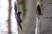 Schwarzspecht, Maennchen, Weibchen, Weibchen füttert Jungvoegel, Maennchen füttert Jungvoegel, Schwarzspechthahn fuettert Jungvoegel, Vogel, Spechte, Dryocopus martius, Echte Spechte, Dryocopus, Jungvogel, Jungvoegel, Schwarzspechthoehle, Rotbuche, Rotbuchen, Muldental, Sachsen, Grimma,Dryocopus martius