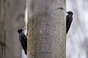 Schwarzspecht, Maennchen, Weibchen, Weibchen füttert Jungvoegel, Maennchen füttert Jungvoegel, Schwarzspechthahn fuettert Jungvoegel, Vogel, Spechte, Dryocopus martius, Echte Spechte, Dryocopus, Jungvogel, Jungvoegel, Schwarzspechthoehle, Rotbuche, Rotbuchen, Muldental, Sachsen, Grimma,Dryocopus martius