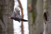 Schwarzspecht, Maennchen, Weibchen, Weibchen füttert Jungvoegel, Maennchen füttert Jungvoegel, Schwarzspechthahn fuettert Jungvoegel, Vogel, Spechte, Dryocopus martius, Echte Spechte, Dryocopus, Jungvogel, Jungvoegel, Schwarzspechthoehle, Rotbuche, Rotbuchen, Muldental, Sachsen, Grimma,Dryocopus martius