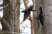 Schwarzspecht, Maennchen, Weibchen, Weibchen füttert Jungvoegel, Maennchen füttert Jungvoegel, Schwarzspechthahn fuettert Jungvoegel, Vogel, Spechte, Dryocopus martius, Echte Spechte, Dryocopus, Jungvogel, Jungvoegel, Schwarzspechthoehle, Rotbuche, Rotbuchen, Muldental, Sachsen, Grimma,Dryocopus martius