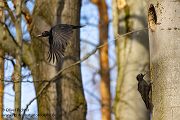 Schwarzspecht, Maennchen, Weibchen, Weibchen füttert Jungvoegel, Maennchen füttert Jungvoegel, Schwarzspechthahn fuettert Jungvoegel, Vogel, Spechte, Dryocopus martius, Echte Spechte, Dryocopus, Jungvogel, Jungvoegel, Schwarzspechthoehle, Rotbuche, Rotbuchen, Muldental, Sachsen, Grimma,Dryocopus martius