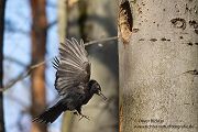 Schwarzspecht, Maennchen, Weibchen, Weibchen füttert Jungvoegel, Maennchen füttert Jungvoegel, Schwarzspechthahn fuettert Jungvoegel, Vogel, Spechte, Dryocopus martius, Echte Spechte, Dryocopus, Jungvogel, Jungvoegel, Schwarzspechthoehle, Rotbuche, Rotbuchen, Muldental, Sachsen, Grimma,Dryocopus martius