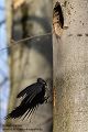 Schwarzspecht, Maennchen, Weibchen, Weibchen füttert Jungvoegel, Maennchen füttert Jungvoegel, Schwarzspechthahn fuettert Jungvoegel, Vogel, Spechte, Dryocopus martius, Echte Spechte, Dryocopus, Jungvogel, Jungvoegel, Schwarzspechthoehle, Rotbuche, Rotbuchen, Muldental, Sachsen, Grimma,Dryocopus martius