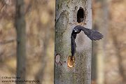 Schwarzspecht, Maennchen, Weibchen, Weibchen füttert Jungvoegel, Maennchen füttert Jungvoegel, Schwarzspechthahn fuettert Jungvoegel, Vogel, Spechte, Dryocopus martius, Echte Spechte, Dryocopus, Jungvogel, Jungvoegel, Schwarzspechthoehle, Rotbuche, Rotbuchen, Muldental, Sachsen, Grimma,Dryocopus martius