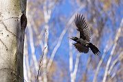 Schwarzspecht, Maennchen, Weibchen, Weibchen füttert Jungvoegel, Maennchen füttert Jungvoegel, Schwarzspechthahn fuettert Jungvoegel, Vogel, Spechte, Dryocopus martius, Echte Spechte, Dryocopus, Jungvogel, Jungvoegel, Schwarzspechthoehle, Rotbuche, Rotbuchen, Muldental, Sachsen, Grimma,Dryocopus martius
