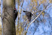 Schwarzspecht, Maennchen, Weibchen, Weibchen füttert Jungvoegel, Maennchen füttert Jungvoegel, Schwarzspechthahn fuettert Jungvoegel, Vogel, Spechte, Dryocopus martius, Echte Spechte, Dryocopus, Jungvogel, Jungvoegel, Schwarzspechthoehle, Rotbuche, Rotbuchen, Muldental, Sachsen, Grimma,Dryocopus martius