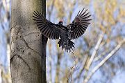 Schwarzspecht, Maennchen, Weibchen, Weibchen füttert Jungvoegel, Maennchen füttert Jungvoegel, Schwarzspechthahn fuettert Jungvoegel, Vogel, Spechte, Dryocopus martius, Echte Spechte, Dryocopus, Jungvogel, Jungvoegel, Schwarzspechthoehle, Rotbuche, Rotbuchen, Muldental, Sachsen, Grimma,Dryocopus martius