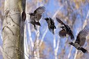 Schwarzspecht, Maennchen, Weibchen, Weibchen füttert Jungvoegel, Maennchen füttert Jungvoegel, Schwarzspechthahn fuettert Jungvoegel, Vogel, Spechte, Dryocopus martius, Echte Spechte, Dryocopus, Jungvogel, Jungvoegel, Schwarzspechthoehle, Rotbuche, Rotbuchen, Muldental, Sachsen, Grimma,Dryocopus martius