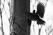 Schwarzspecht, Maennchen, Weibchen, Weibchen füttert Jungvoegel, Maennchen füttert Jungvoegel, Schwarzspechthahn fuettert Jungvoegel, Vogel, Spechte, Dryocopus martius, Echte Spechte, Dryocopus, Jungvogel, Jungvoegel, Schwarzspechthoehle, Rotbuche, Rotbuchen, Muldental, Sachsen, Grimma,Dryocopus martius