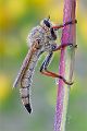 Berserkerfliege - Echthistus rufinervis Insekten Raubfliegen Fliegen Brandenburg