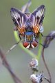 Breitfluegelige Raupenfliege - Ectophasia crassipennis